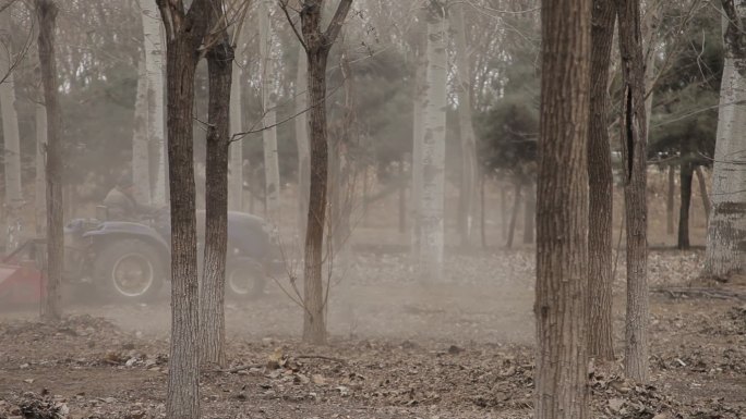 冬季杨树林农民开着拖拉机用机器把落叶碾碎