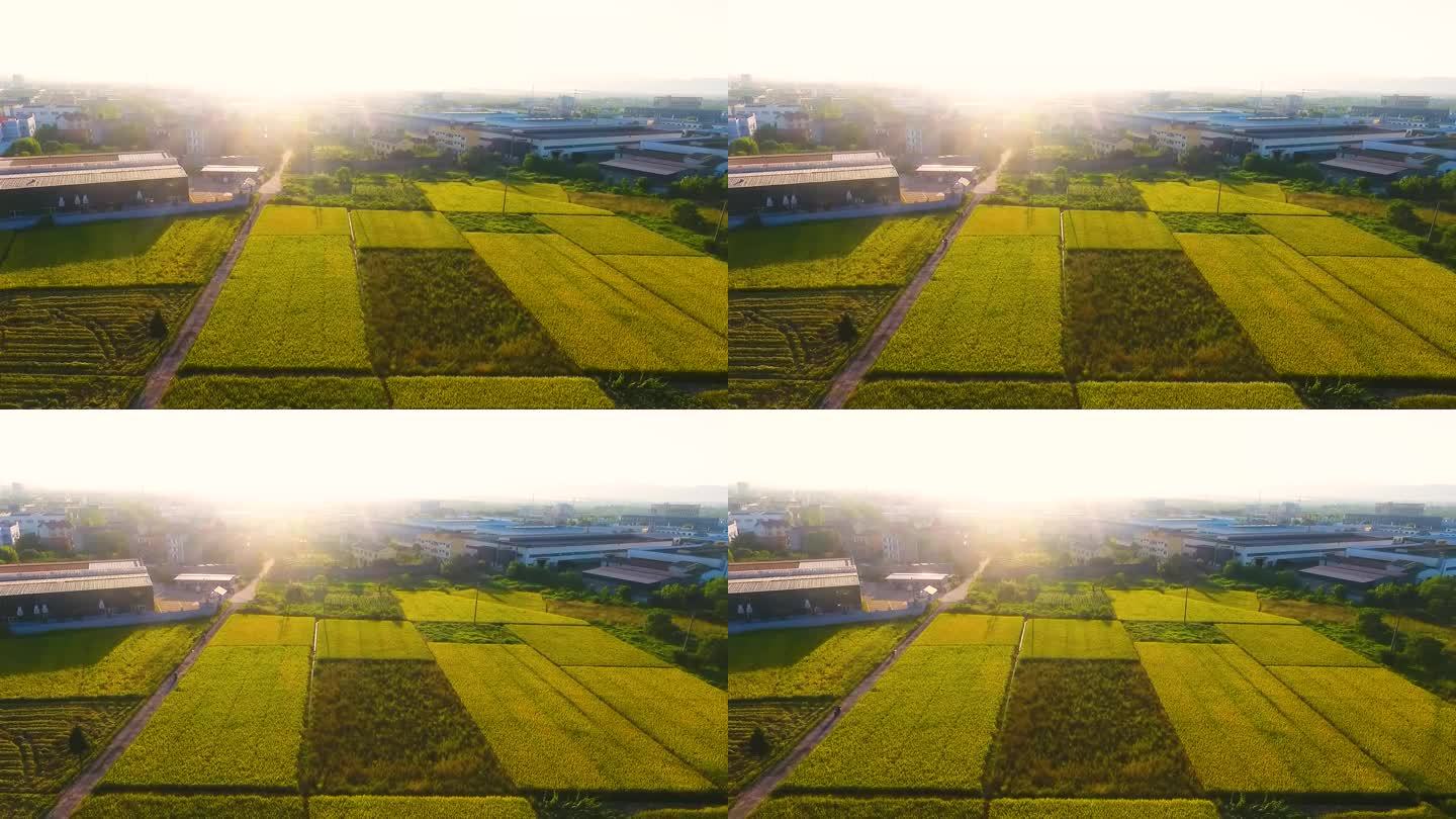 【原创】2K-丰收的田野 金色稻田航拍2