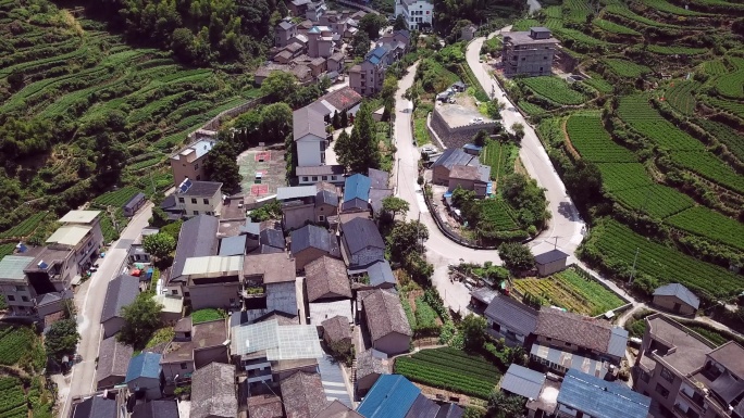 茶园茶田航拍 浙江松阳茶田山路航拍