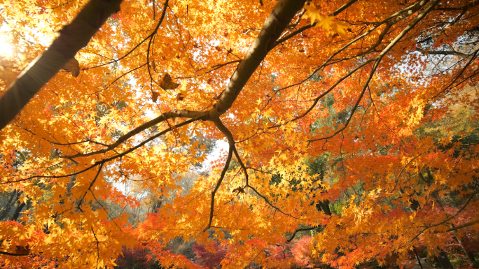 秋天枫叶树林
