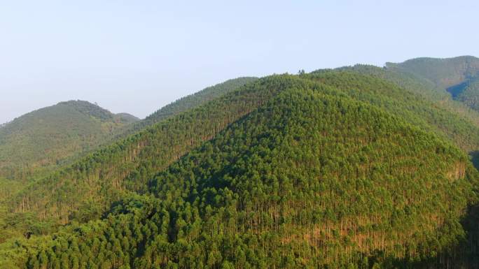 桉树 满山遍野的桉树林