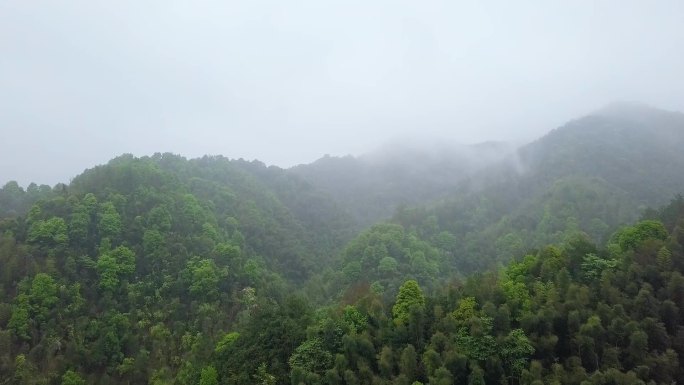 绿色森林云雾起幅航拍