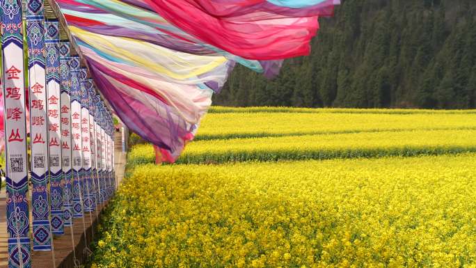 罗平 油菜花 花海 延时 云海  花梯