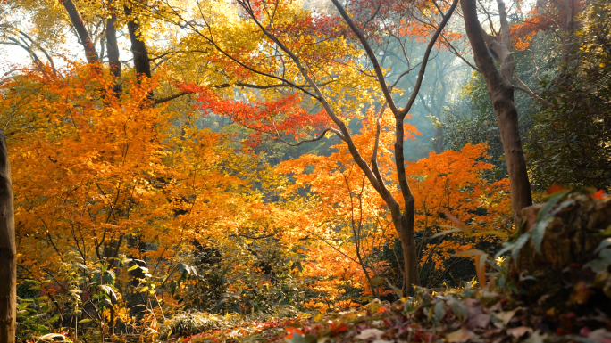 树林秋天树林枫叶红了秋色 自然风光 风景