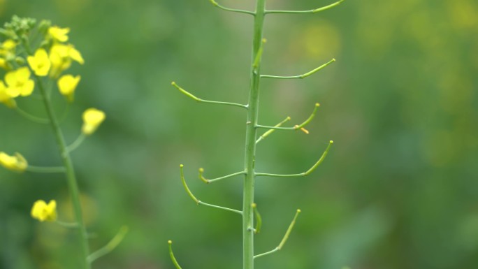 油菜籽荚