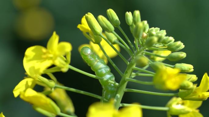 油菜青虫