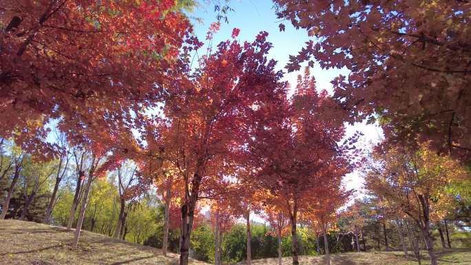 红叶秋天枫叶深秋季节变换美景景色秋叶唯美