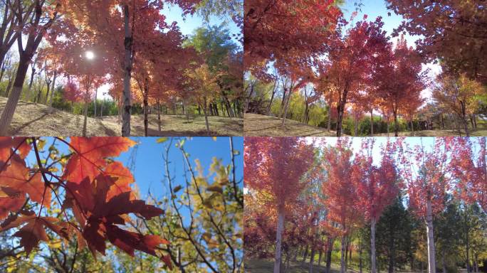 红叶秋天枫叶深秋季节变换美景景色秋叶唯美