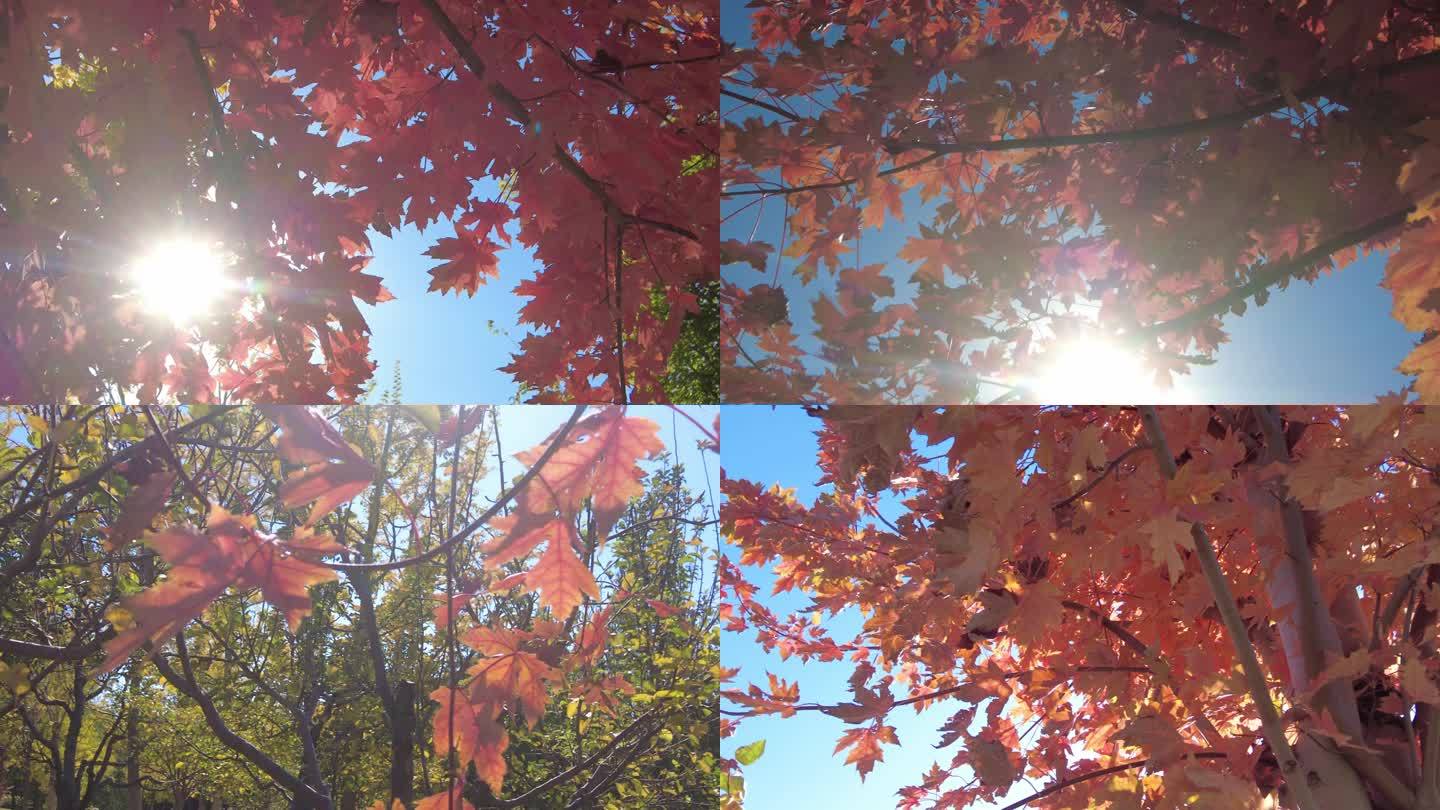 红叶秋季秋意季节红枫秋叶城市公园深秋晚秋