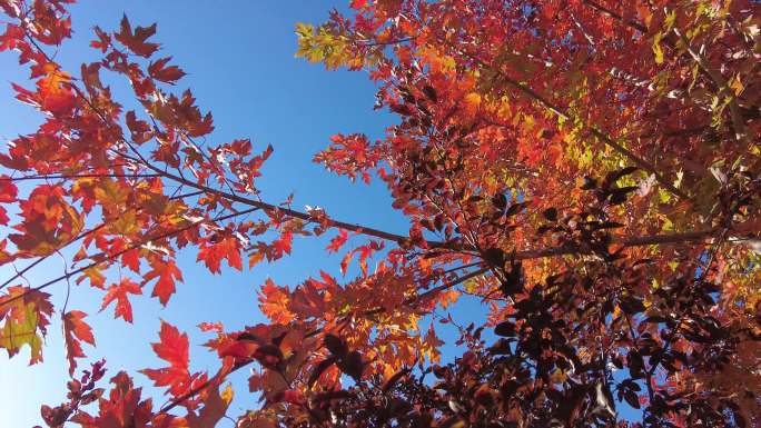 枫树林红叶逆光秋季秋意生态枫树林红枫秋叶