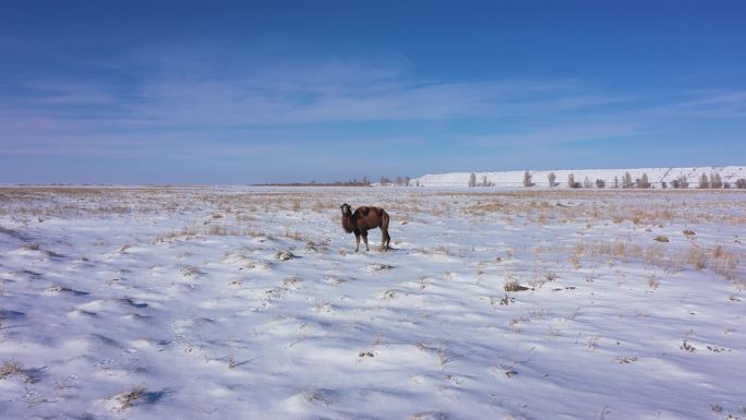 荒滩雪地孤独骆驼