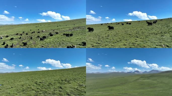 青海草原牧场牛群羊群4K航拍