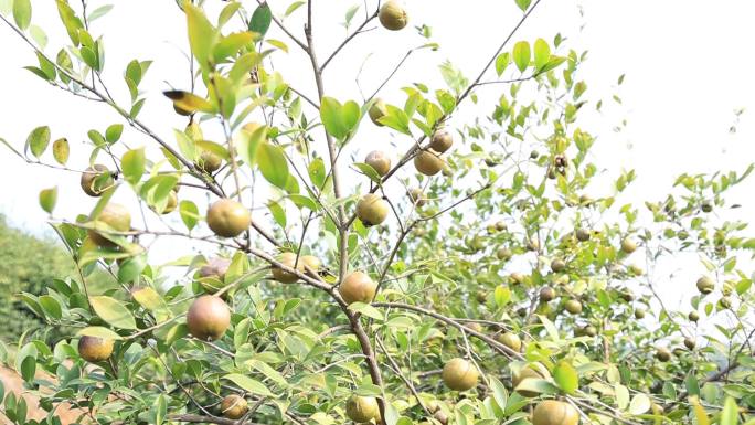 山中的油茶果实