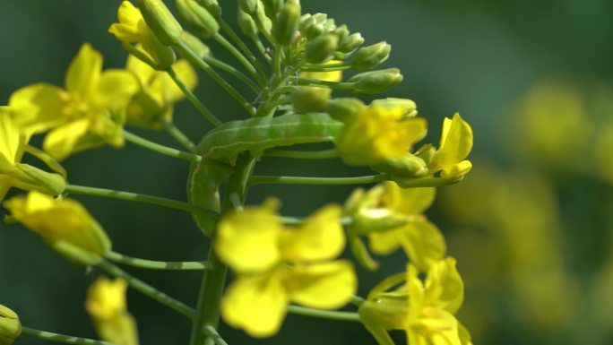 油菜花菜青虫