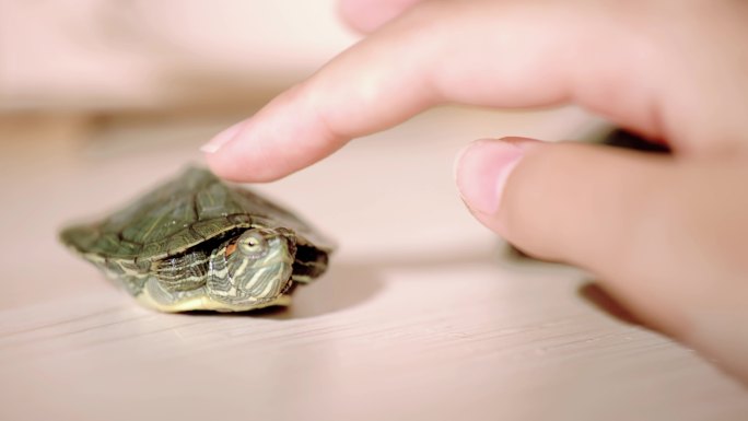 【4K】女子手乌龟宠物
