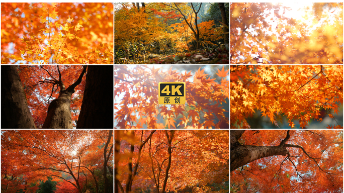 4K森林秋天枫叶树林视频素材