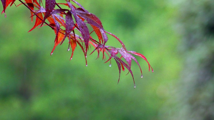 雨 枫叶