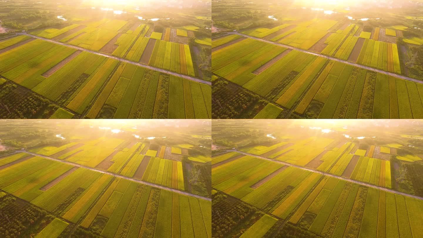 【原创】2K-丰收的田野 金色稻田航拍9