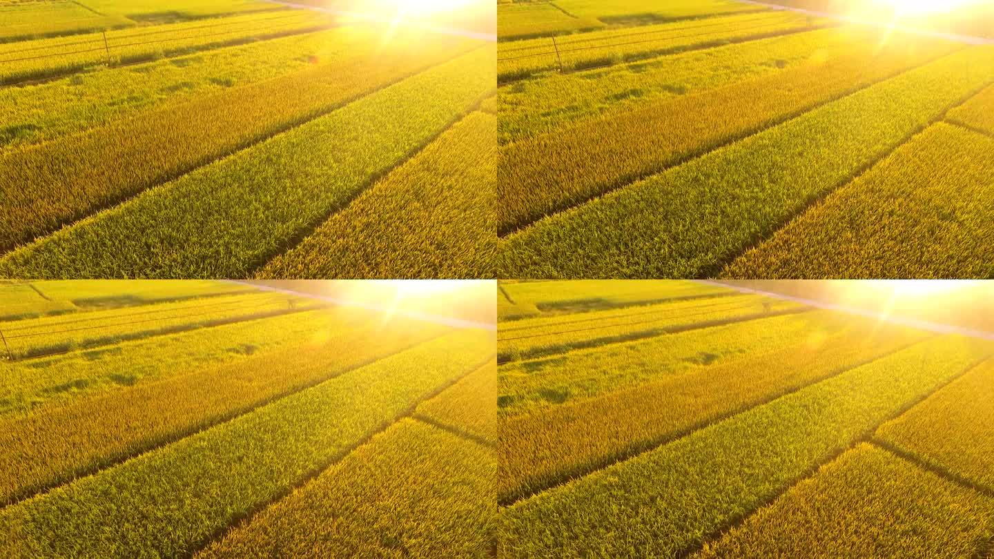 【原创】2K-丰收的田野 稻田航拍11