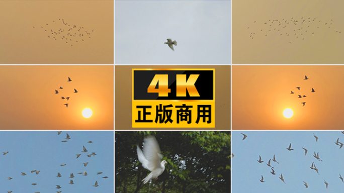 鸽子白鸽飞鸽朝阳夕阳天空