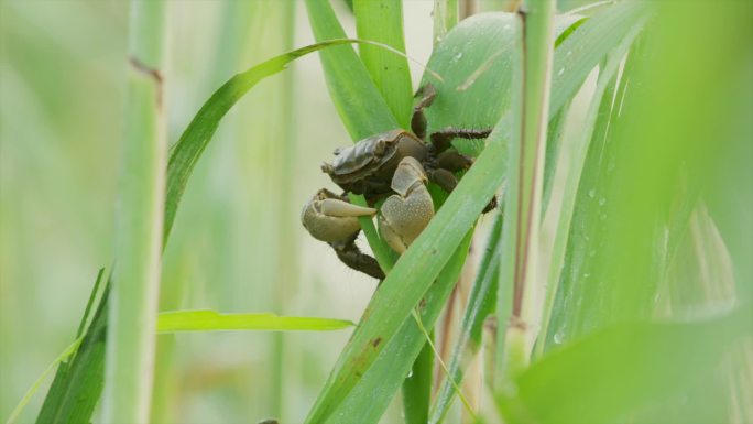 蟛蜞螃蟹芦苇湿地生物特写稻蟹4A021