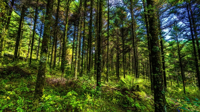 原始森林 秦岭 延时摄影