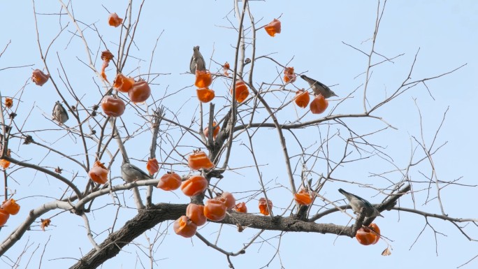 冬天觅食柿子的小鸟