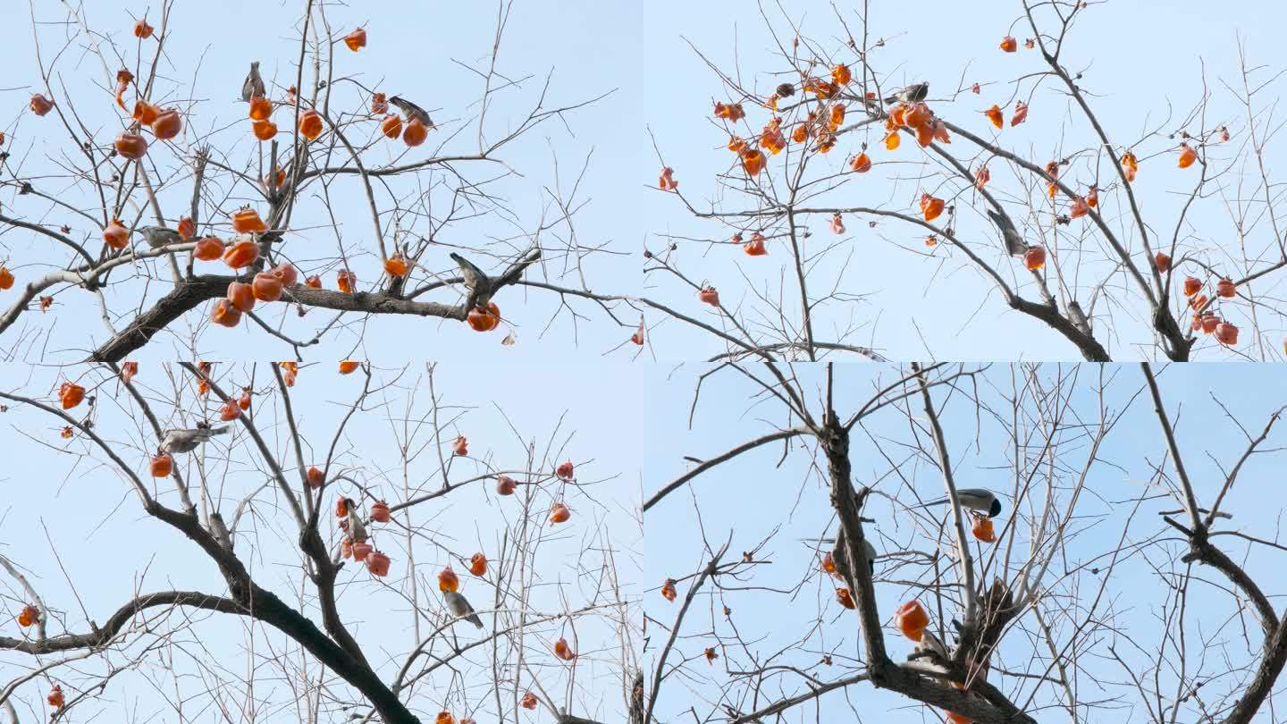冬天觅食柿子的小鸟