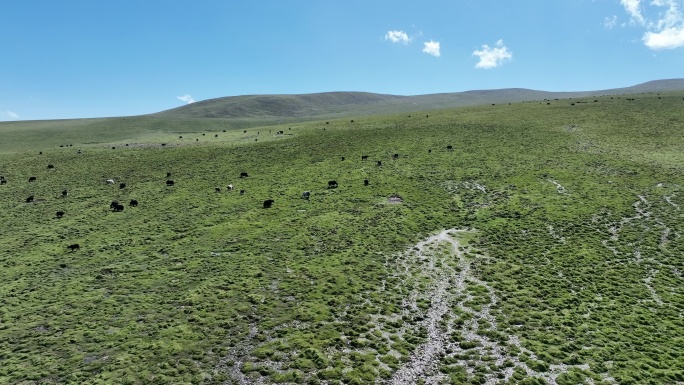 青海草原牧场牛群羊群4K航拍