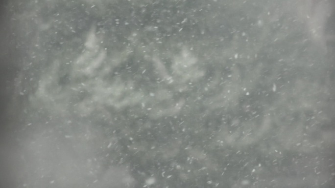 窗外的雪花下雪天飞雪迎春火炬松上的积雪