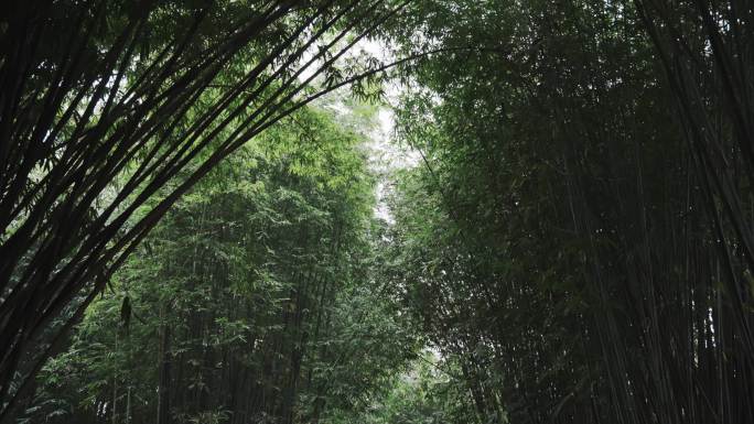 原创静谧竹林