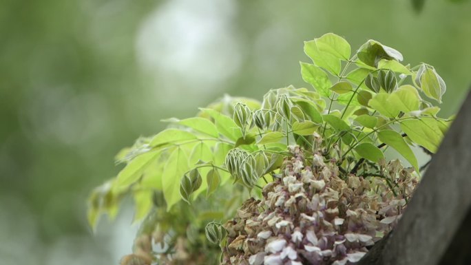 花枫叶植物变焦虚实特写5A005