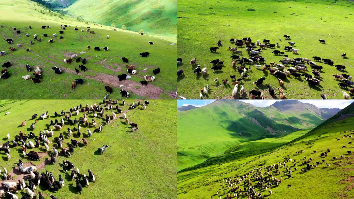 新疆草原上成群结队的牛