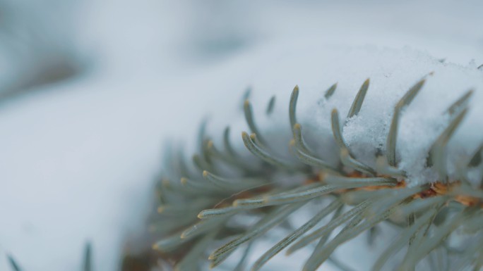 4K大雪青松