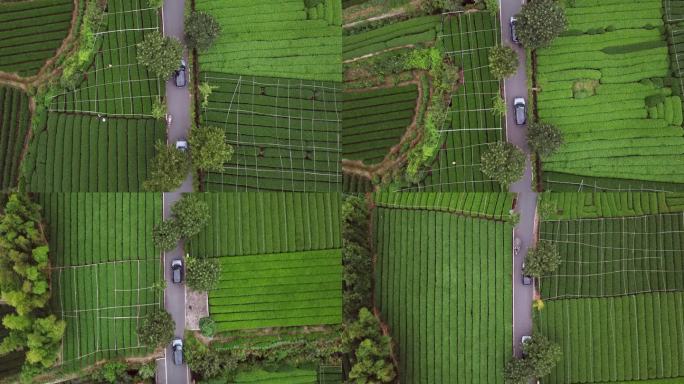 茶园茶田航拍 茶田山路