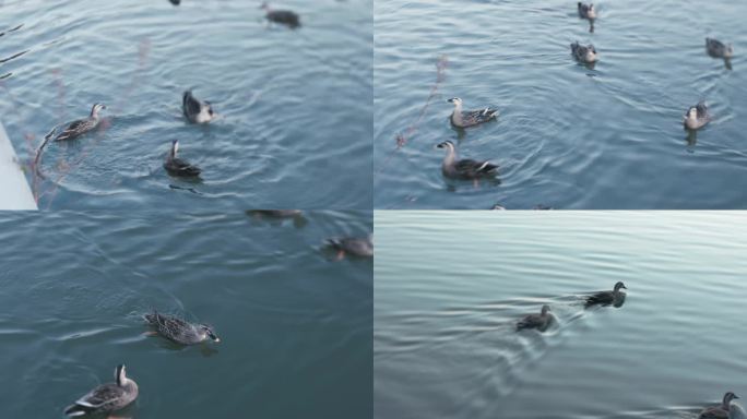 湖面鸭子游泳