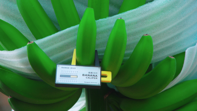 香蕉测量、收割采摘和运输
