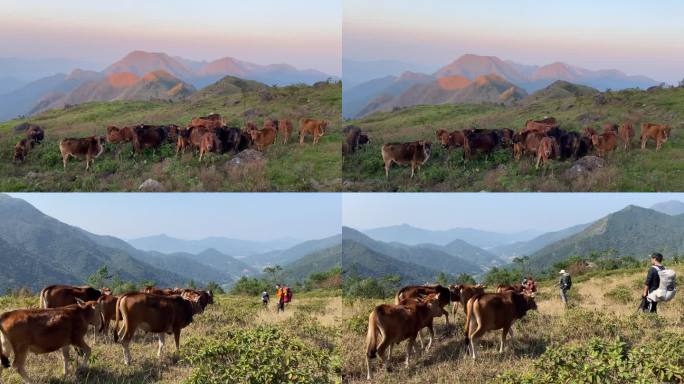 徒步邂逅高州茂名1300海拔上的黄牛