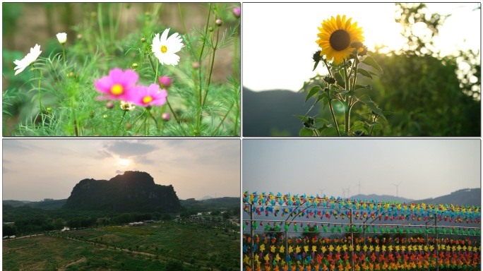 唯美花朵花儿幸福农场空镜