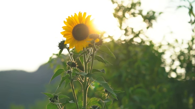 唯美花朵花儿幸福农场空镜