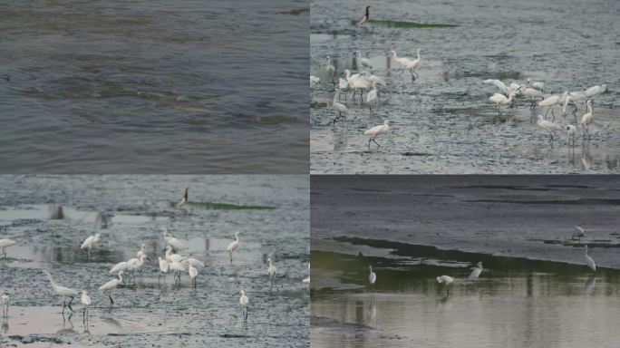 白鹤吃鱼湿地鸟鱼鸟群特写A021