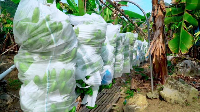 香蕉丰收农民通过铁索运输香蕉