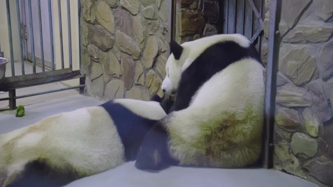 大熊猫视频录像4K