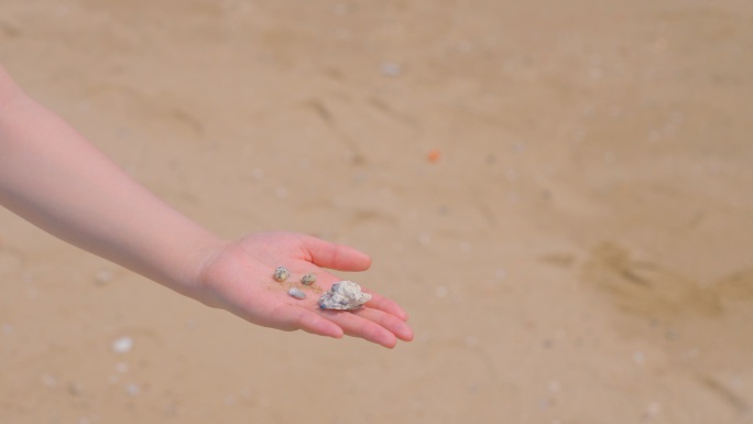 沙滩边 捡贝壳