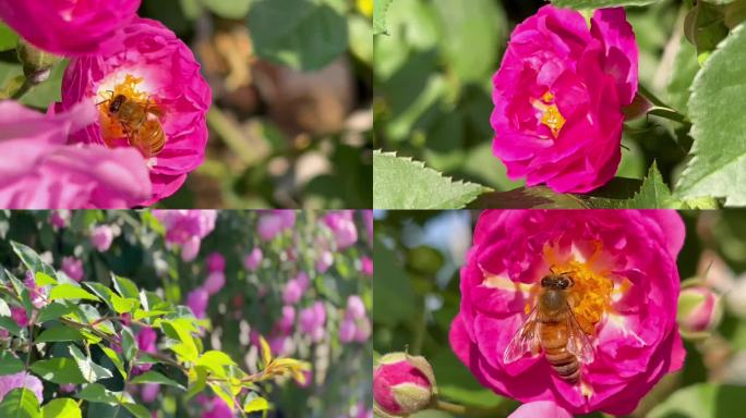 唯美蔷薇花、花朵绽放、蜜蜂采蜜