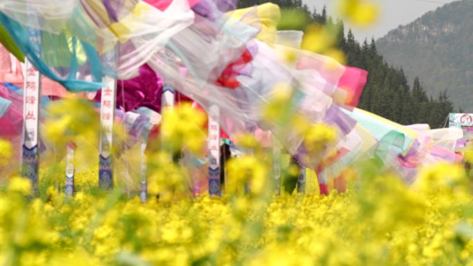 罗平 油菜花 花海 延时 云海  花梯