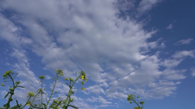 油菜田流云