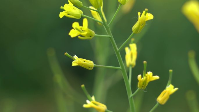 油菜籽荚