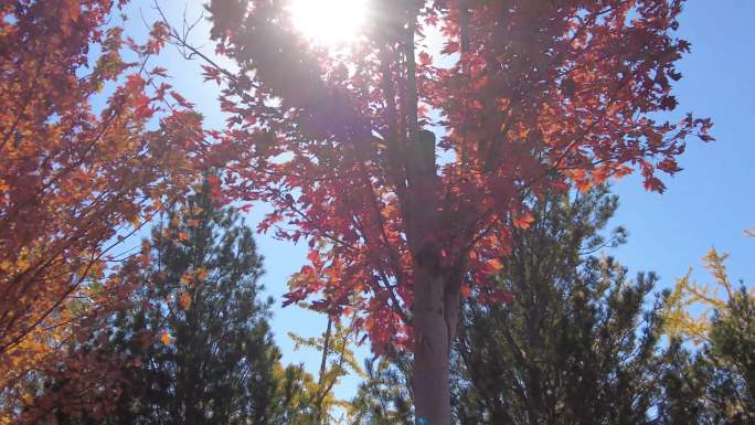 红叶秋天树林城市公园唯美空镜枫叶红了金秋
