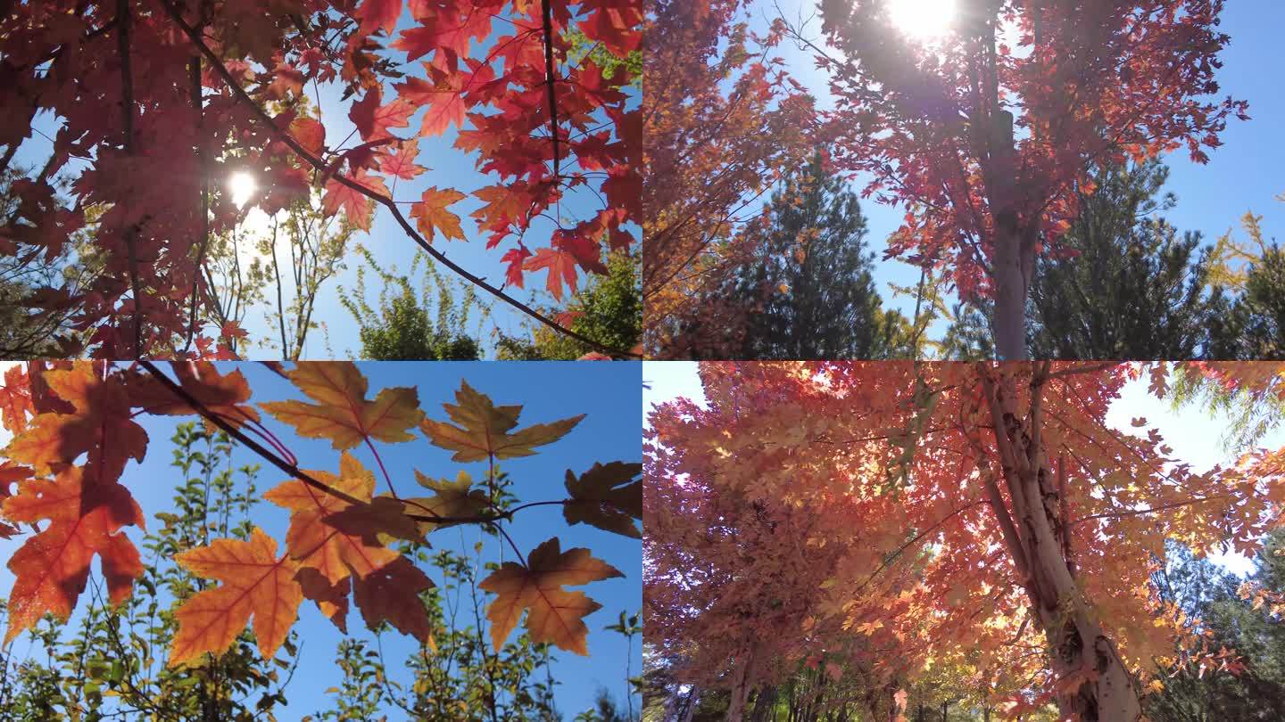 红叶秋天树林城市公园唯美空镜枫叶红了金秋